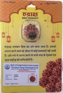 5 Mukhi Rudraksh